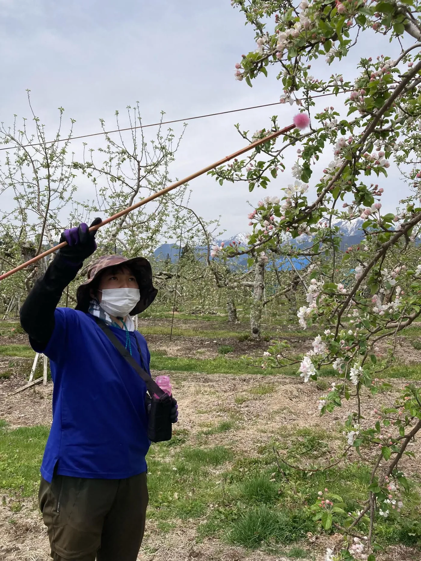 果樹園での作業